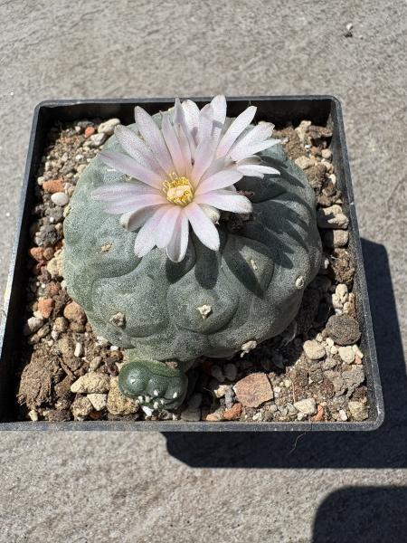 Lophophora williamsii
